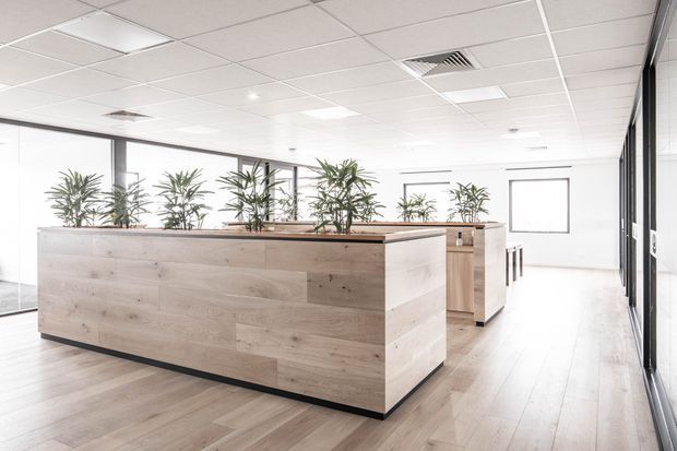 Bright contemporary commercial office interior with a large light timber reception or service counter, integrated planter boxes, open workstations, extensive glazing, and a white suspended acoustic tile ceiling. The space has a clean, airy, minimalist fit-out with pale timber flooring and black-framed glass partitions.