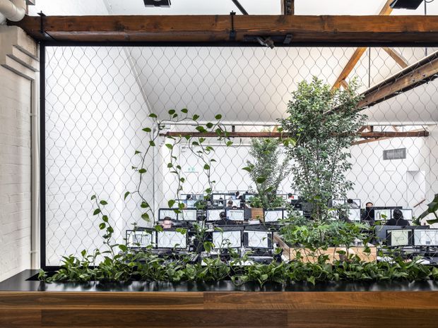An open-plan commercial office viewed through a planted interior window or screen. The workspace contains rows of desks and computer monitors, with abundant trailing and potted greenery in the foreground and throughout the office. White masonry walls, exposed dark timber beams, roof trusses, and wire mesh create an industrial adaptive-reuse character, softened by the plants and warm timber joinery.