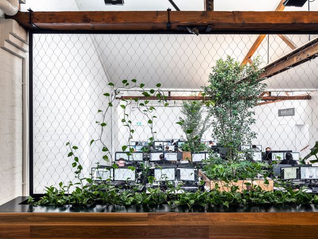 Bright open-plan office interior viewed through a wire-mesh partition, with rows of computer workstations, abundant indoor planting, white masonry walls, exposed timber beams and a large built-in timber planter or divider in the foreground. The space has an adaptive-reuse or industrial character softened by greenery.
