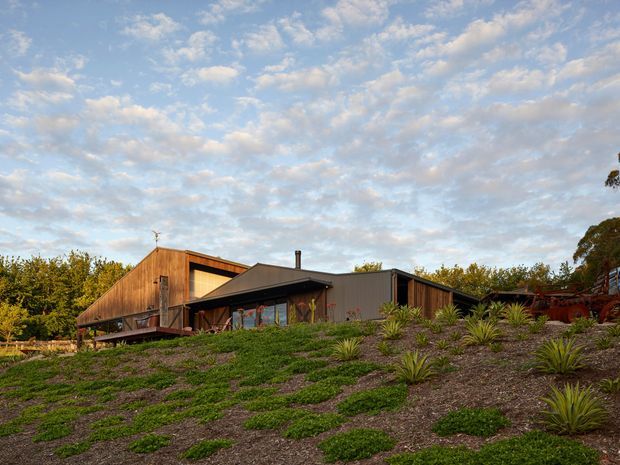 Low-slung contemporary house set into a landscaped sloping site, with dark metal-clad wings, warm timber-clad sections, broad glazing, and a shallow pitched roof. The foreground is a planted hillside with rows of drought-tolerant ornamental grasses and groundcover, while mature vegetation surrounds the property beneath a partly cloudy sky.