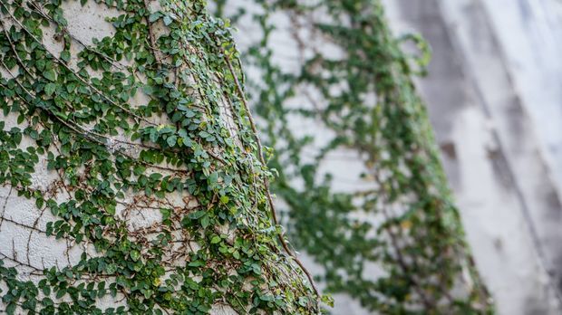 Close-up exterior view of a pale rendered or concrete wall densely covered with climbing ivy. Additional ivy-covered vertical surfaces recede into the softly blurred background, creating a textured green-and-light neutral facade scene.