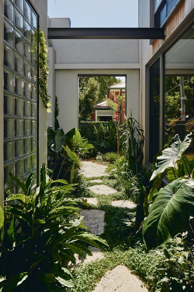 A lush, narrow courtyard garden passage between modern residential structures. A stepping-stone concrete path runs through dense tropical foliage, including large elephant-ear leaves and climbing greenery. The space is framed by a translucent glass-block wall on the left, dark-framed glazing and warm timber cladding on the right, and a minimalist white rendered passage with a strong horizontal beam overhead. A neighbouring traditional timber house is visible through the opening at the far end.