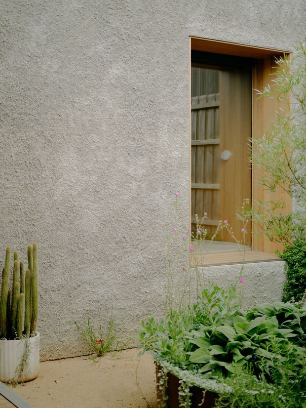 A close exterior view of a textured light-grey rendered wall with a recessed timber entry door and warm timber-lined reveal. A small paved path and dense drought-tolerant planting, including a tall cactus and leafy groundcover, frame the entrance.