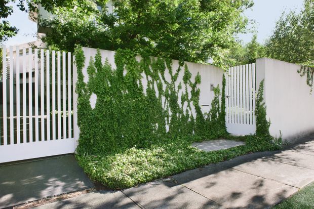 A street-facing residential boundary with crisp white rendered walls and vertical white metal slat gates, softened by dense climbing greenery and groundcover. A narrow paved pedestrian path leads through the gated entry, with mature trees casting dappled shade across the footpath and facade.