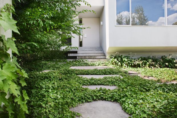 A minimalist contemporary house entrance viewed from a landscaped front garden. Stepping-stone paths cross dense groundcover planting toward broad concrete steps and a recessed entry, while a large modern window reflects blue sky and trees. The facade is predominantly smooth white with clean rectilinear forms.