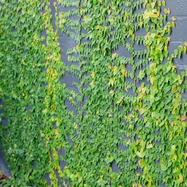 Close-up view of dense green climbing foliage covering a dark grey textured exterior wall, creating a living-wall effect. The image is dominated by layered leaves and vertical greenery with the wall visible between the plants.