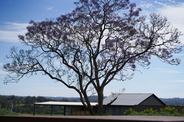 Exterior view of a dark-clad, single-storey building with a simple pitched metal roof, partially screened by a large mature jacaranda tree with purple blossoms. Rolling landscape and blue sky form the distant background, while a low horizontal structure and foreground wall frame the scene.