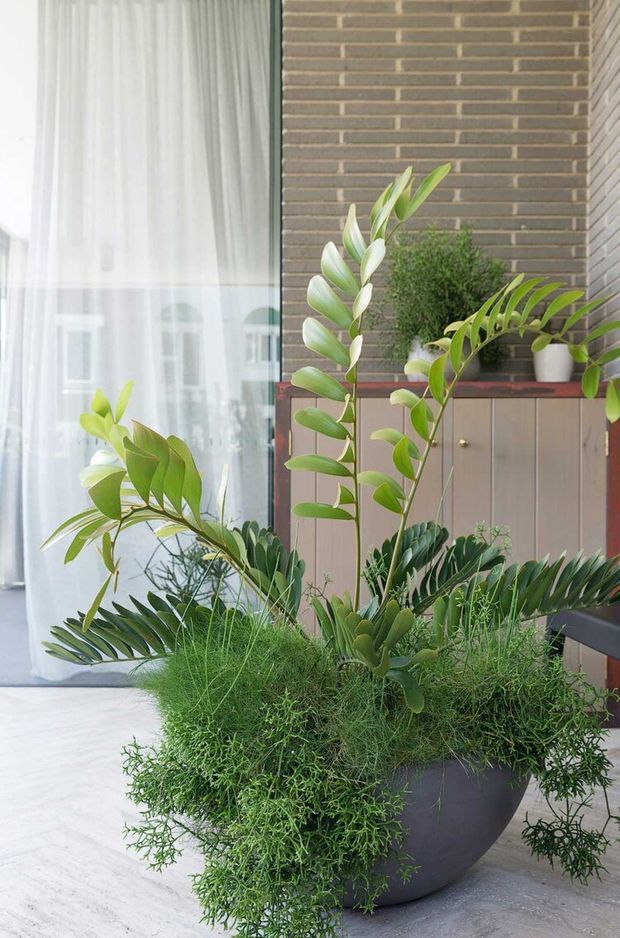 A bright contemporary interior corner featuring a large sculptural planter filled with lush green tropical and trailing plants. Behind it is a built-in timber-toned cabinet with brass knobs, a dark red-brown benchtop, and a vertically laid dark brick wall. Full-height glazing with sheer white curtains provides soft natural light.