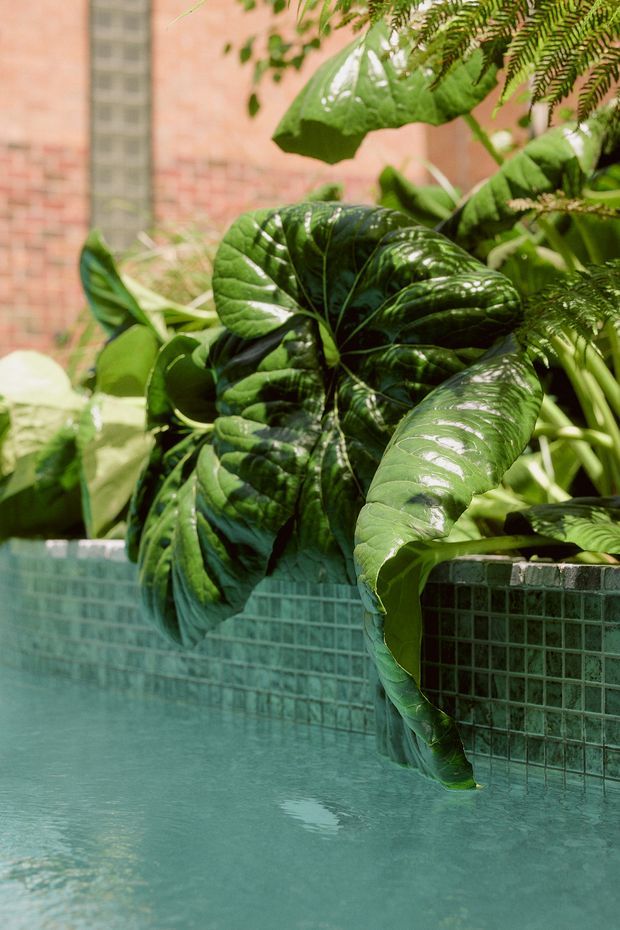Close-up view of a lush planted pool edge, with large glossy tropical foliage spilling over a low wall clad in small green mosaic tiles. Calm blue-green pool water fills the foreground, while a warm brick wall and glass-block detail appear softly in the background. The image has a natural, resort-like atmosphere with strong green and teal tones.