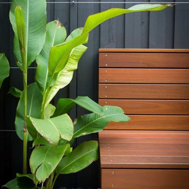 Close-up of a dark vertical-panelled exterior wall with a warm-toned horizontal timber-clad built-in feature, partially screened by lush tropical banana plants. The composition emphasises contrasting black cladding, natural timber and green foliage.