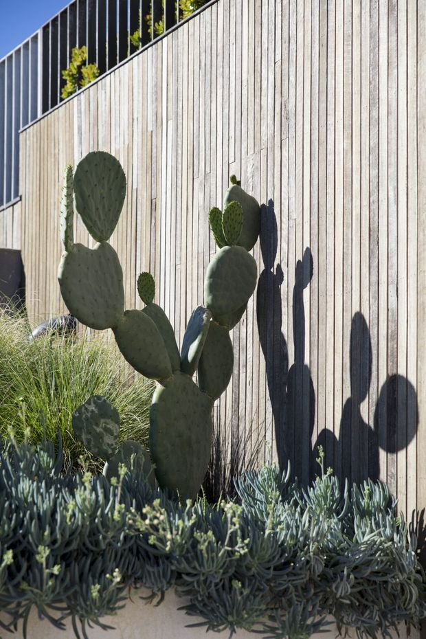 A close-up exterior view of a landscaped architectural facade, featuring a vertical weathered timber-clad wall with dark metal or glass balustrading above. Sculptural prickly pear cactus and low succulent plantings fill the foreground, casting strong shadows across the wall in bright sunlight.