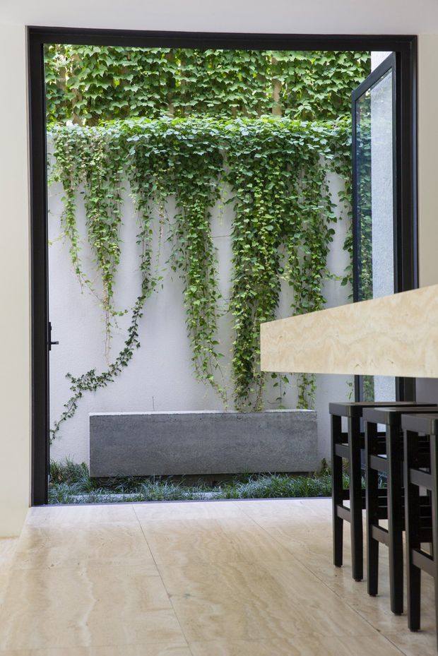 A refined interior view opening onto a small planted courtyard. A large black-framed glazed door or window frames a white rendered wall covered with cascading green vines, with a minimalist concrete planter at its base. Pale natural stone flooring continues inside, while the edge of a light stone or timber island and dark bar stools are visible in the foreground.