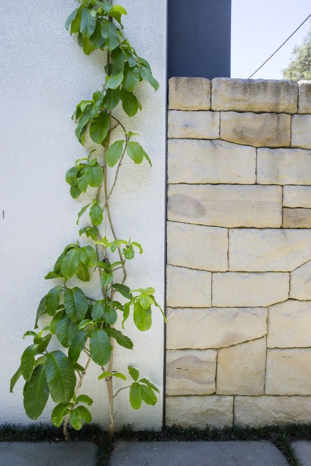 Close-up exterior detail showing a climbing leafy vine growing against a light textured rendered wall beside a dark vertical metal or painted trim and a large wall of irregular pale sandstone blocks. A narrow concrete path and low planting strip run along the base.