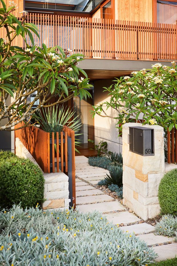 A contemporary residential front entry viewed from the garden, featuring warm timber vertical slat screening and balcony balustrades, dark-framed glazing, a covered doorway, and a landscaped pathway of pale rectangular stepping stones. The entrance is framed by cream stone masonry, sculpted shrubs, succulents, silver foliage, and flowering frangipani trees. A dark letterbox marked 59 sits on the stone entry pillar.