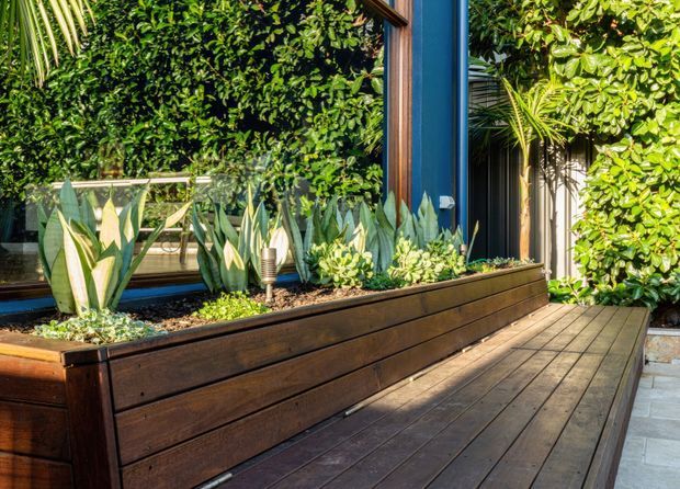 A sunlit outdoor timber deck beside a glazed building facade, with a long raised dark-stained timber planter filled with tropical and succulent plants. Blue and timber-framed glazing, dense greenery, and pale paving create a lush contemporary garden terrace setting.