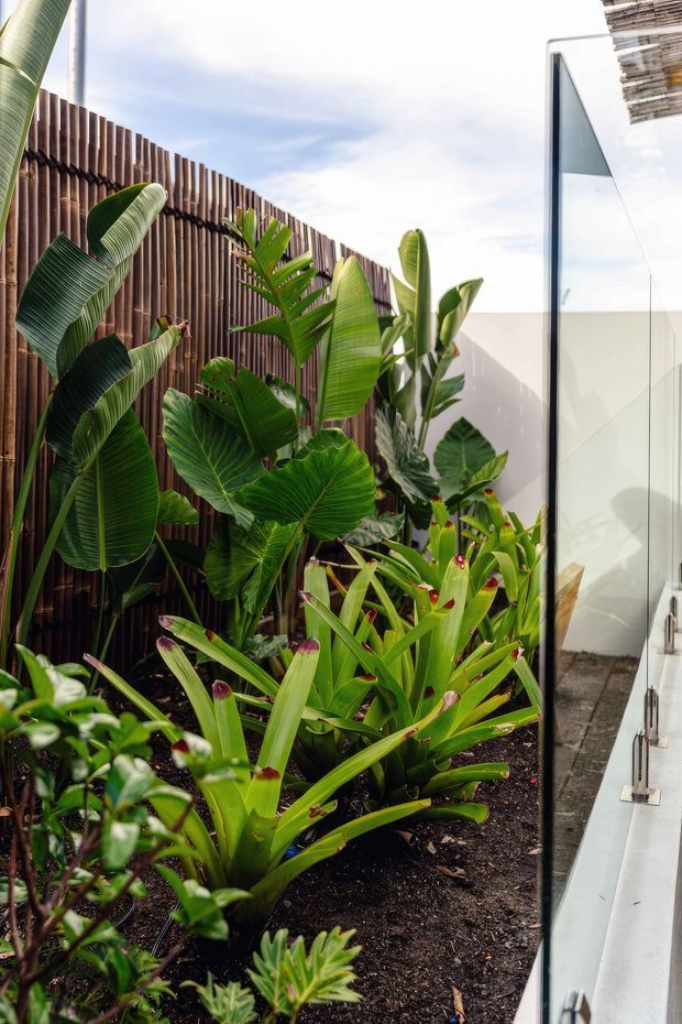 A lush planted courtyard or garden bed beside a contemporary building. Dense tropical foliage fills the foreground, backed by a tall vertical timber slat privacy fence. At right, a large frameless or minimally framed glass wall/door reflects the planting and adjoins a clean white rendered wall, creating a bright modern indoor-outdoor edge.