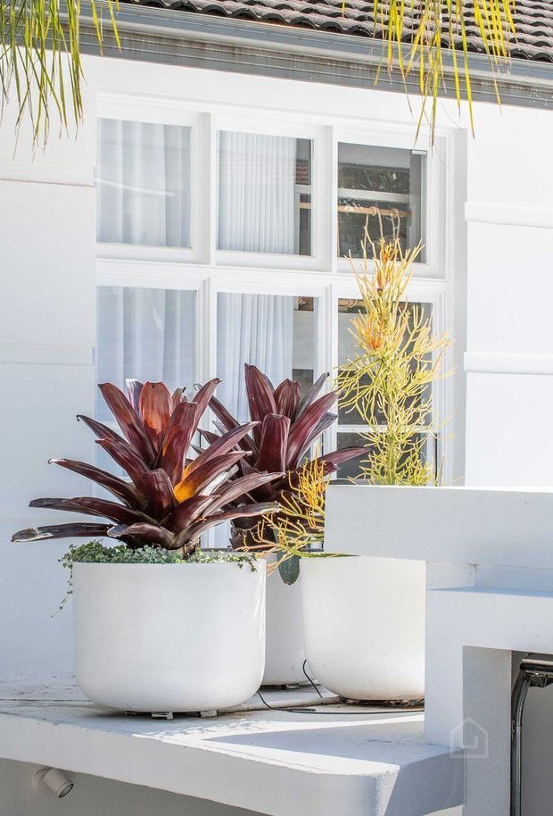 Bright exterior view of a white rendered building facade with a tiled roof edge, multi-pane white-framed windows, and large white planter pots containing tropical ornamental plants. The scene has a clean, light coastal character and focuses on the landscaped entry or terrace edge.