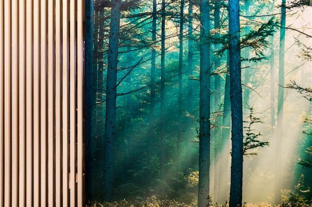A close-up architectural view pairing a vertical light timber slat facade with a large forest scene visible beside it. Tall trees and filtered sunlight create a serene natural setting, while the evenly spaced timber battens provide a contemporary exterior screen or cladding detail.