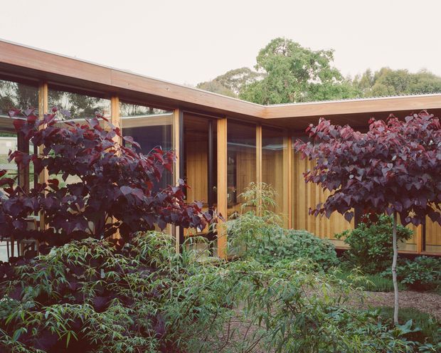 Single-storey timber-clad building viewed from a lush landscaped garden. The low-pitched roof forms a recessed corner or courtyard-like composition, with extensive floor-to-ceiling glazing, warm timber window and door frames, and vertical timber wall cladding. Dense ornamental planting partially screens the facade, creating a strong indoor–outdoor connection. The image has a warm, natural, mid-century-inspired architectural character.