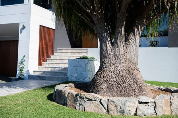 Exterior view of a contemporary residential entry, featuring a large sculptural tree set within a low natural-stone planter wall. Pale rendered and white facade surfaces, a timber slatted entry door, broad stone-clad steps, dark glazing, and manicured lawn create a clean modern streetscape.
