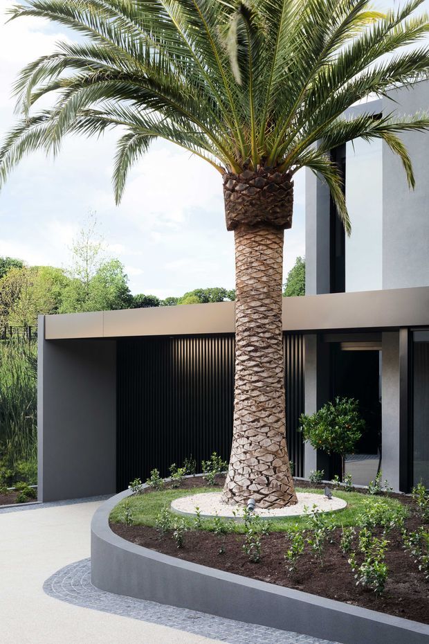 A landscaped front entry to a contemporary residence, dominated by a mature palm tree planted in a raised, curved garden bed. The property features crisp white and charcoal-grey walls, dark vertical screening, large glazing, and clean geometric lines. Pale paving and low ornamental planting create a restrained, modern streetscape.