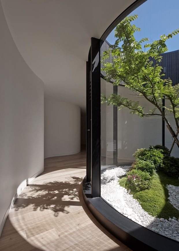 A curved interior corridor or circulation space with smooth white plaster walls, warm timber flooring, and a dramatic floor-to-ceiling curved glazed wall in a dark frame. The glazing overlooks a compact landscaped courtyard with white gravel, clipped shrubs, and a small tree. Strong sunlight creates organic shadows across the floor, giving the space a serene, gallery-like atmosphere.