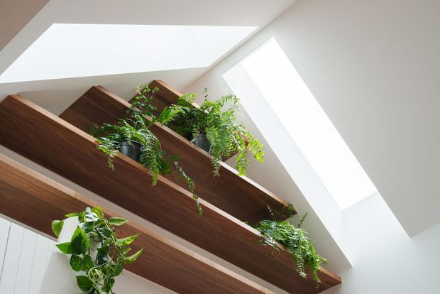 Bright interior view looking upward at layered dark timber shelving or balcony-like built-in joinery populated with lush trailing plants. Large skylights and a white angled ceiling flood the space with natural light, creating a dramatic vertical composition with strong timber and greenery accents.