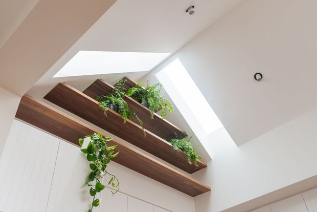 Upward-looking view of a bright contemporary interior with white walls and ceiling, two large skylights, recessed spotlights, and built-in dark timber shelving arranged across a high wall. The shelves contain trailing and leafy indoor plants, creating a natural feature within the otherwise minimalist space.