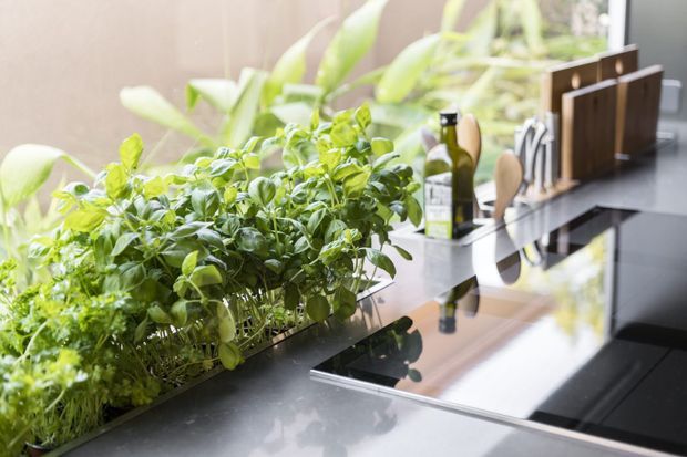 Close-up view of a contemporary kitchen benchtop with a large collection of fresh potted herbs and leafy plants along the rear edge. The scene includes a glossy dark cooktop or benchtop surface, a small bottle, utensils, and dark timber chopping boards near the window. Bright natural light and greenery create a fresh, organic atmosphere.