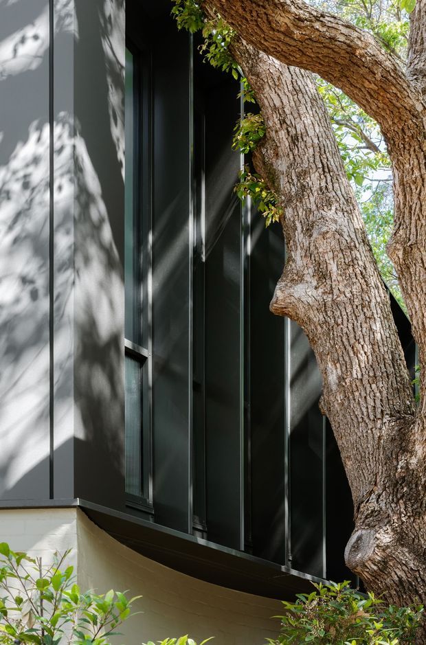 Close-up exterior architectural photograph showing dark charcoal vertical cladding and narrow dark-framed glazing beside and partially wrapped around a mature tree trunk. Strong dappled sunlight creates organic shadows across the facade, with low planting visible at the base. The image emphasises the relationship between contemporary building fabric and established landscape.