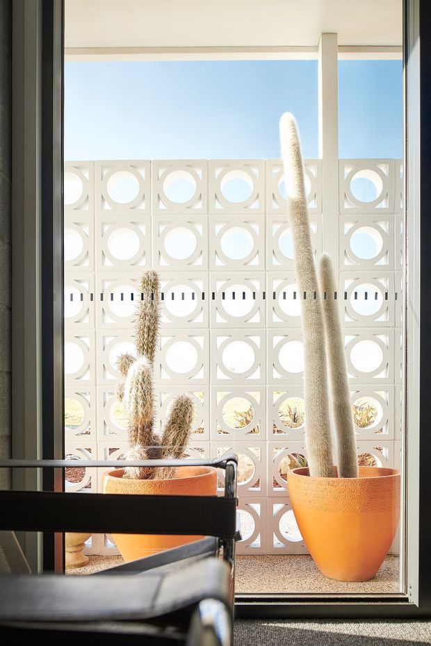 A bright interior view looking through full-height glazing toward a covered outdoor area screened by a white geometric breeze-block wall. Large potted columnar cacti sit in terracotta planters beyond the glass, while the foreground includes a dark leather chair and black metal framing. The scene has strong sunlight, crisp shadows, and a mid-century-inspired geometric architectural detail.