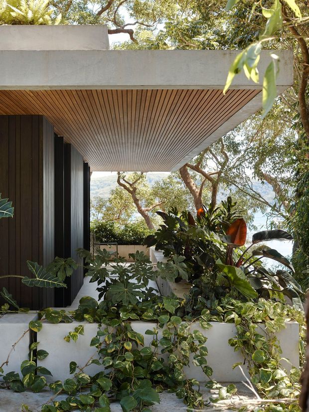 A lush, elevated outdoor architectural space surrounded by dense tropical vegetation. The image focuses on a modern concrete structure with a deep cantilevered roof, warm timber slat soffit, dark vertical wall cladding, and a raised white concrete planter overflowing with greenery. Trees and a distant wooded hillside are visible beyond the terrace.