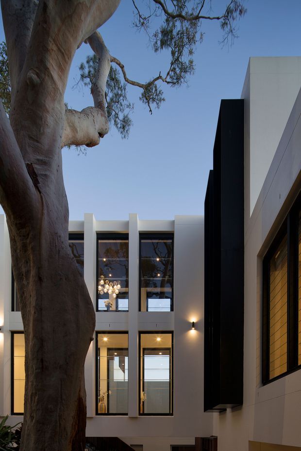 Vertical architectural photograph of a contemporary multi-storey residence arranged around a courtyard, with crisp white rendered walls, tall black-framed windows, and a bold projecting black facade element. A large mature eucalyptus tree dominates the foreground and is reflected in the glazing. Warm interior and exterior lighting contrasts with the cool blue evening sky.