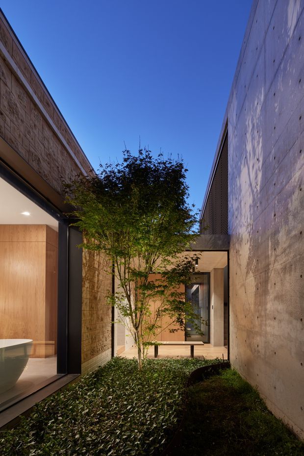 A narrow landscaped courtyard passage between contemporary building volumes, viewed outdoors at dusk. Tall raw concrete and plywood-clad walls frame a small planted garden with a slender tree and groundcover. Warm interior lighting spills from a glazed opening on the left and from a recessed entry at the far end, creating a calm, sheltered architectural space beneath a clear blue sky.