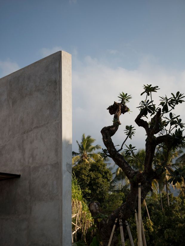 A minimalist exterior architectural view featuring a tall, monolithic grey rendered or concrete wall with a sharp vertical edge. Tropical vegetation, including a sculptural plumeria-like tree and palms, surrounds the structure under a hazy blue sky. The composition emphasises the contrast between austere geometric architecture and lush landscape.