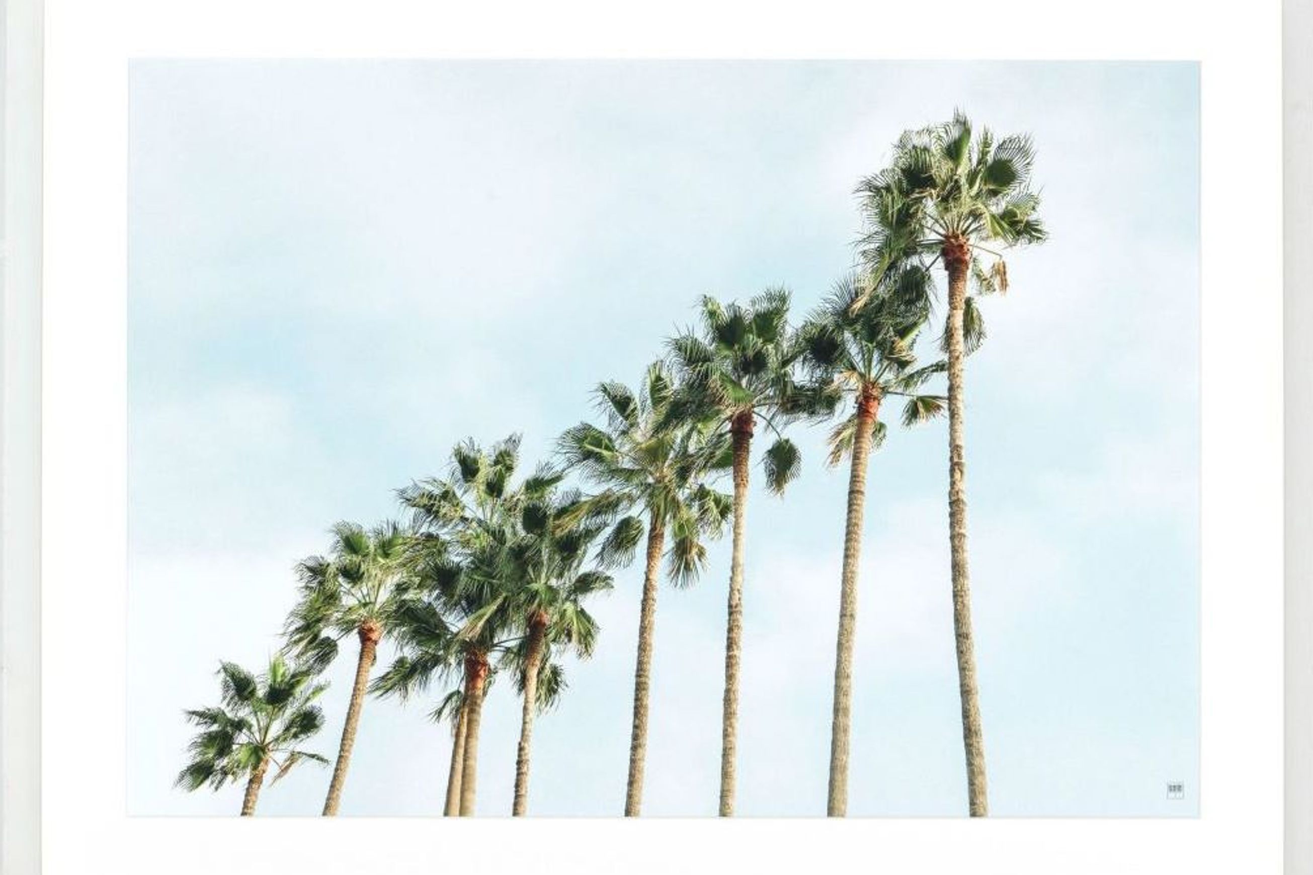 Palm Trees Squad Print