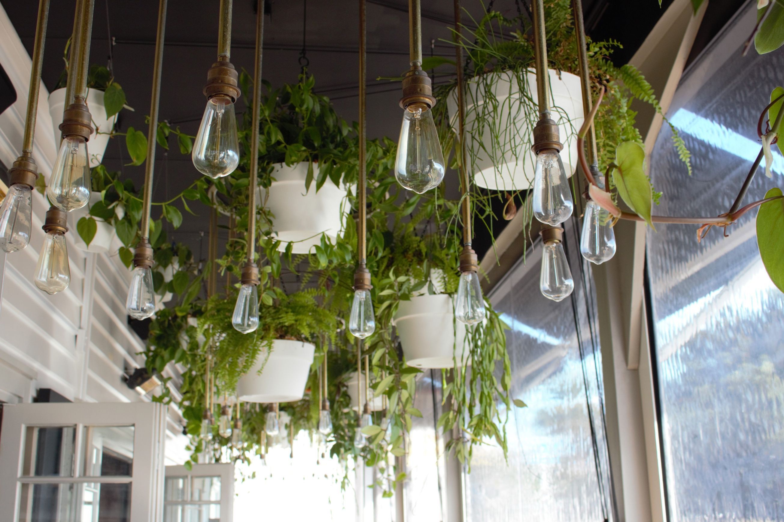 Vertical Live Plant Installations | Hire Plants