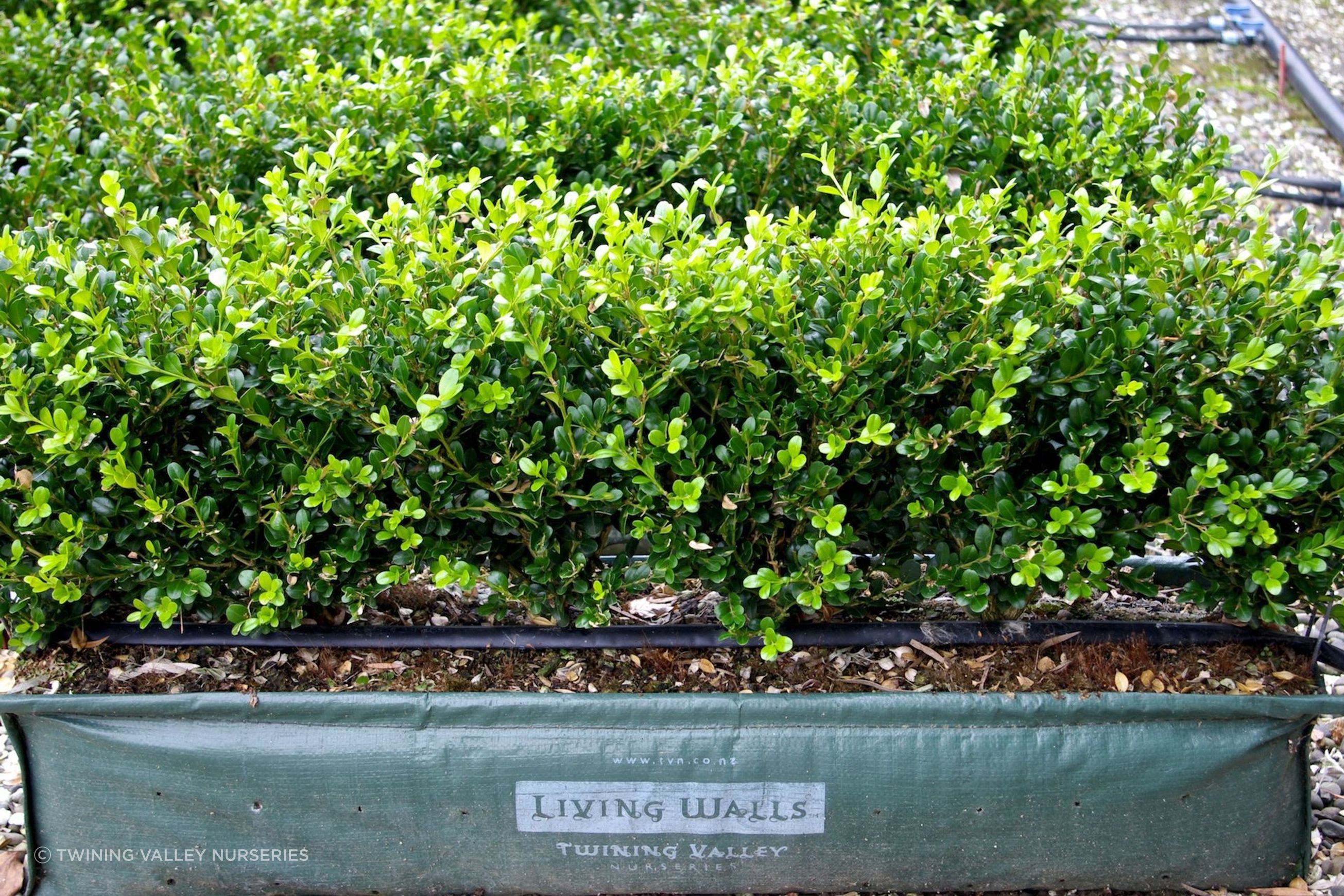 Buxus 'Green Gem' instant hedge (box)