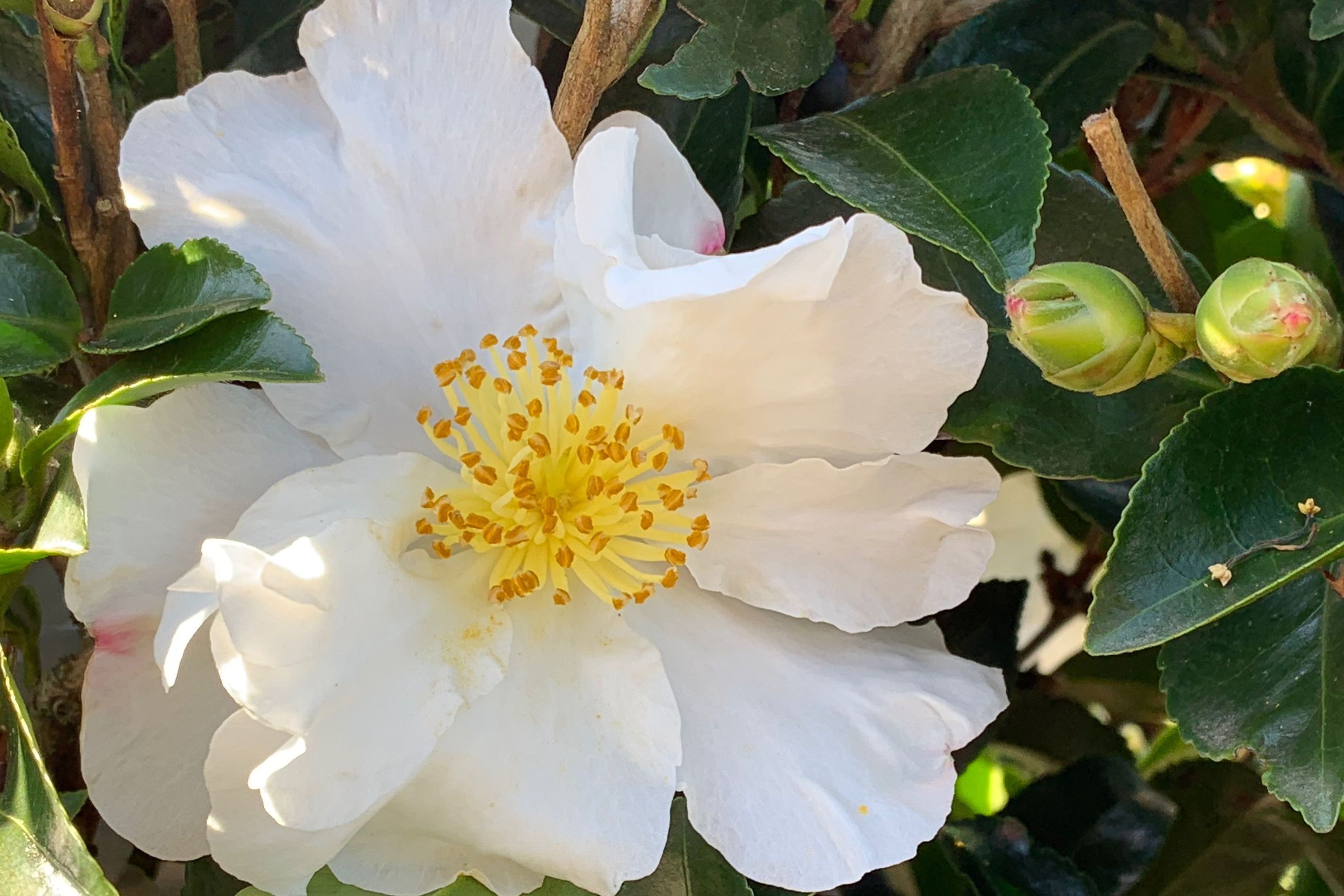 Camellia ‘Setsugekka’ instant hedge