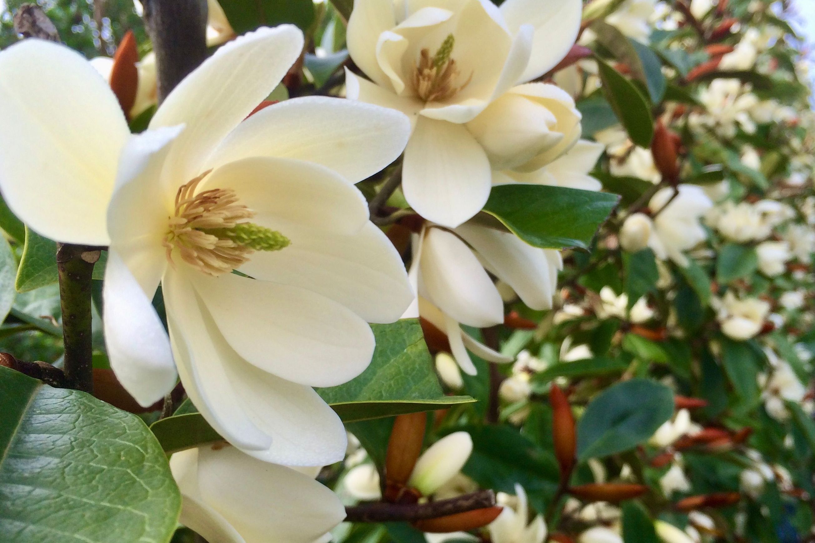 Fairy Magnolia® Cream instant hedge
