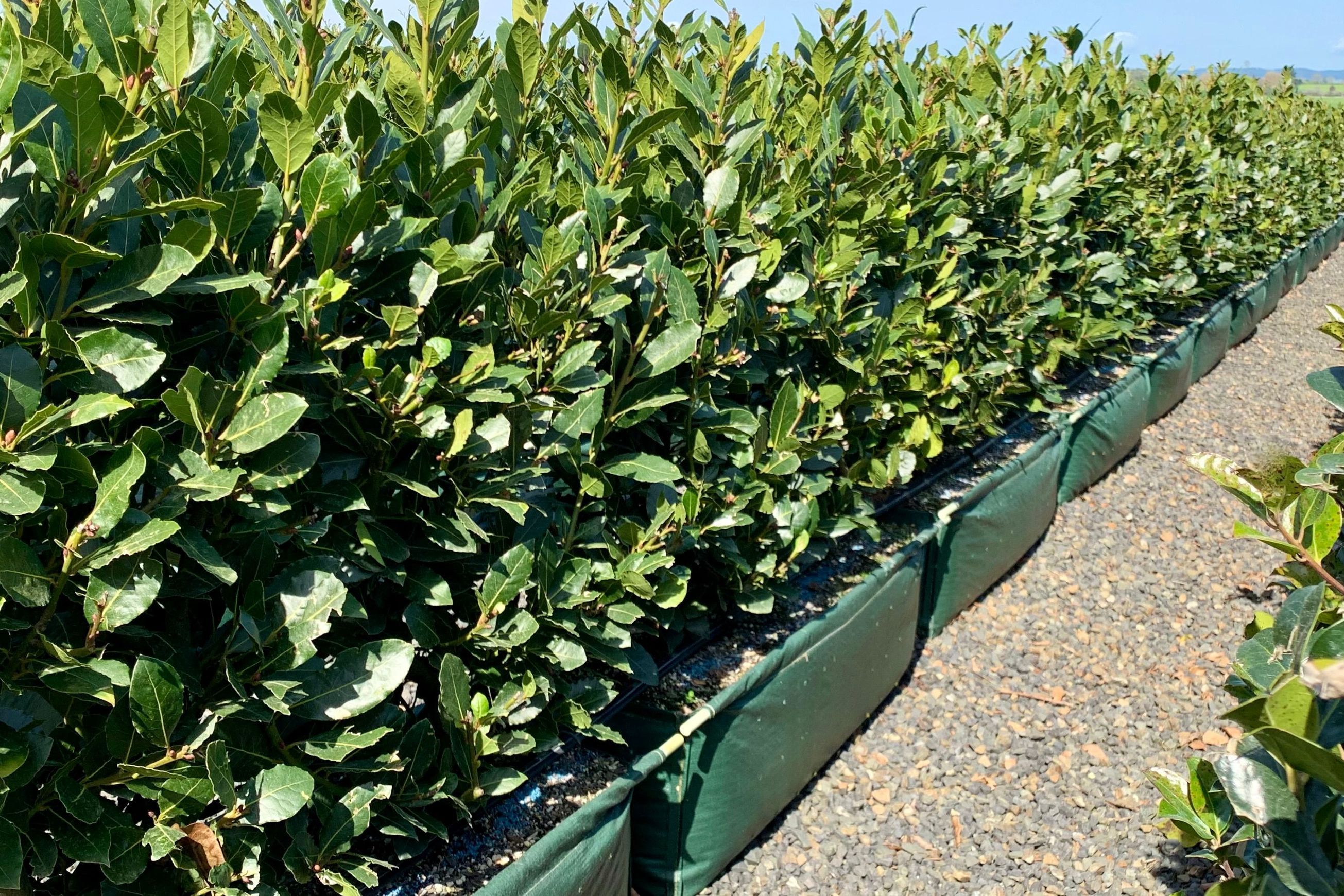 Laurus nobilis ‘Pride of Provence’ PVR instant hedge