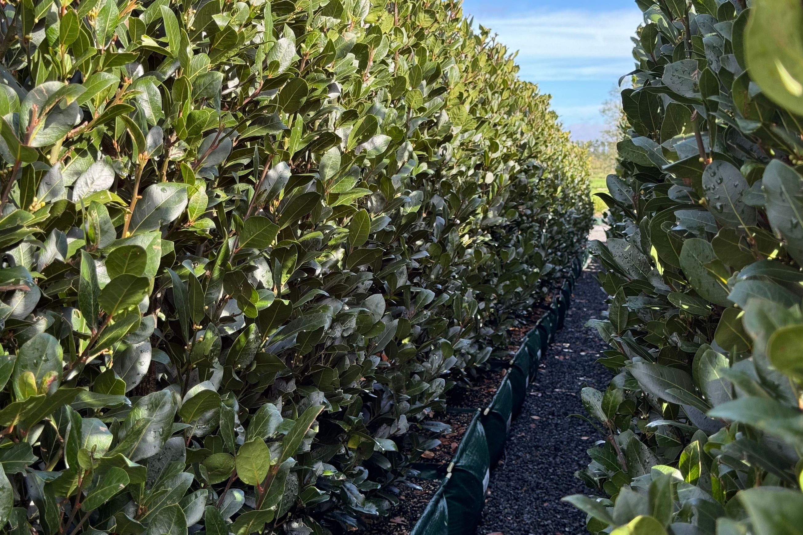 Laurus nobilis ‘Verdi’ instant hedge (Bay laurel)