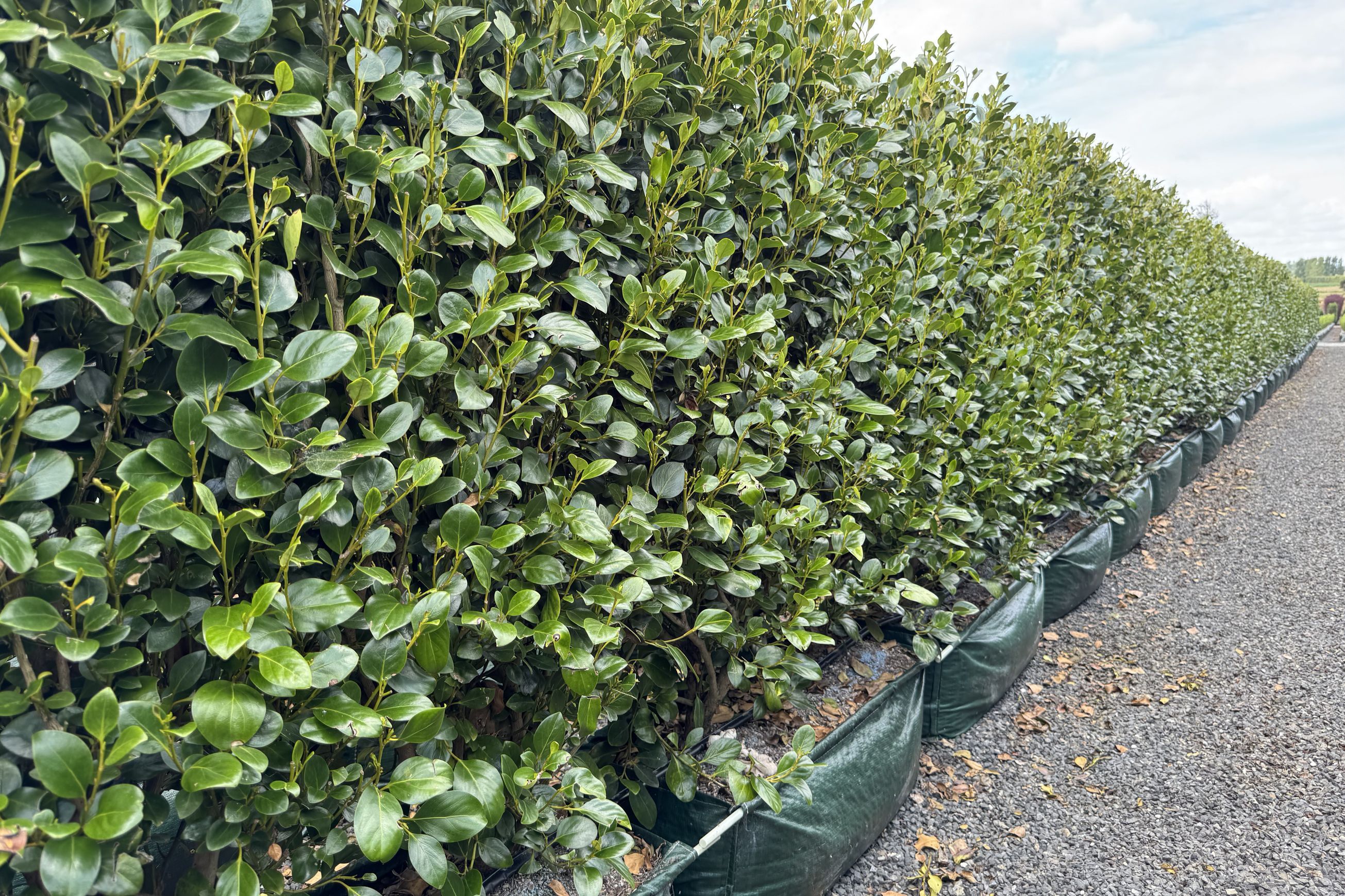 Griselinia ‘Ardmore Emerald’ 100L instant hedge