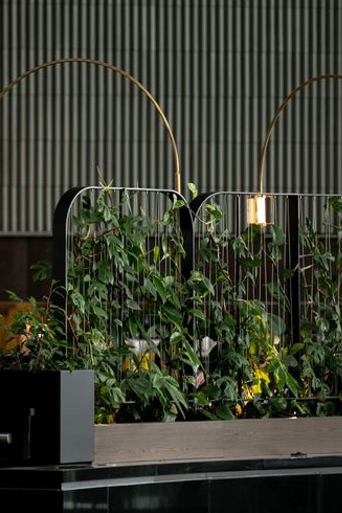 Green Screens Plant Wall | GreenAir