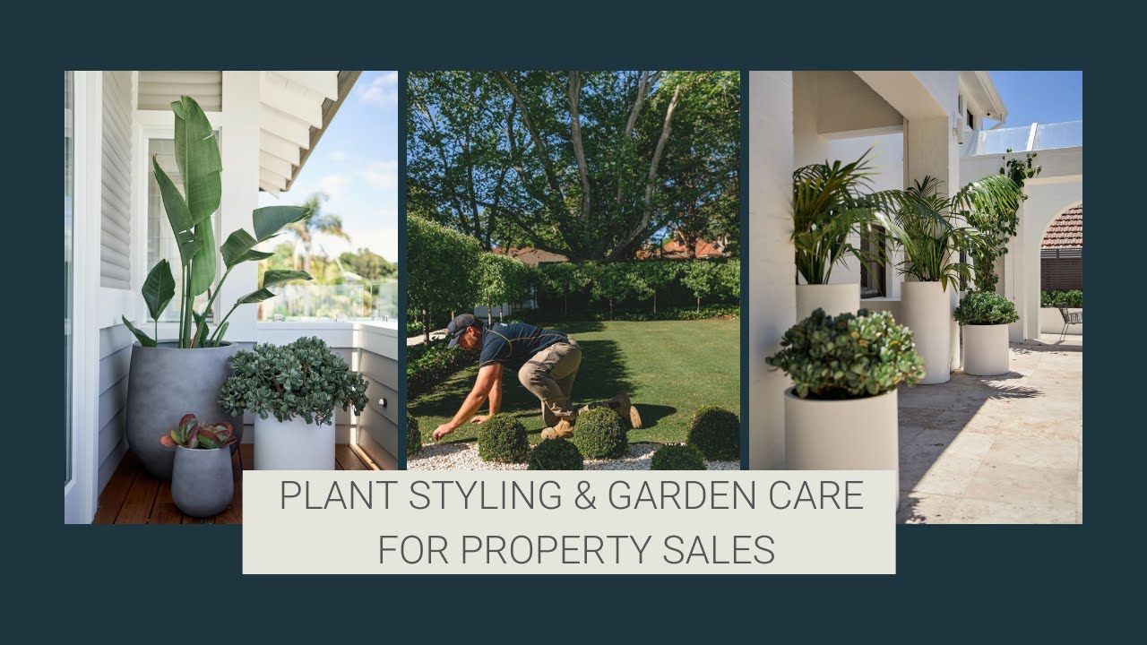Plant styling and Garden care for property sales by Living Areas
