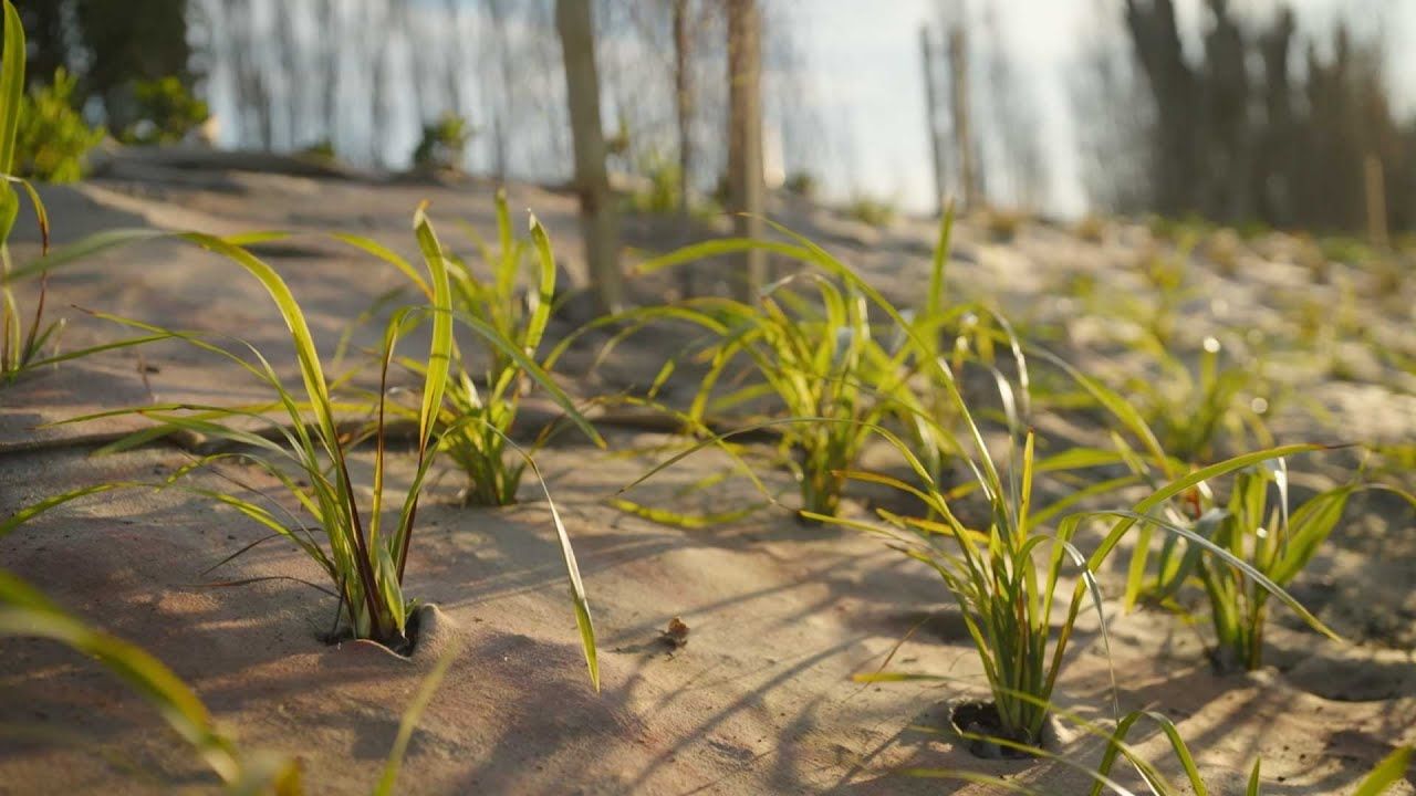 1: The Ultimate Guide to Biodegradable Weedmatting: Longevity, GSM and Best Choices explained