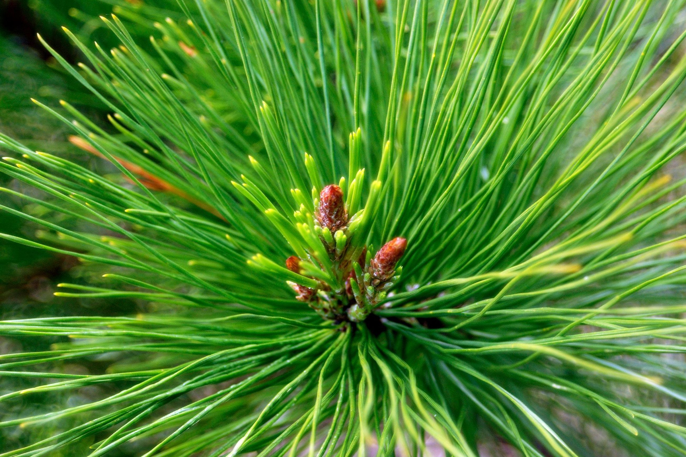 Forestry | Premium Wood Solutions