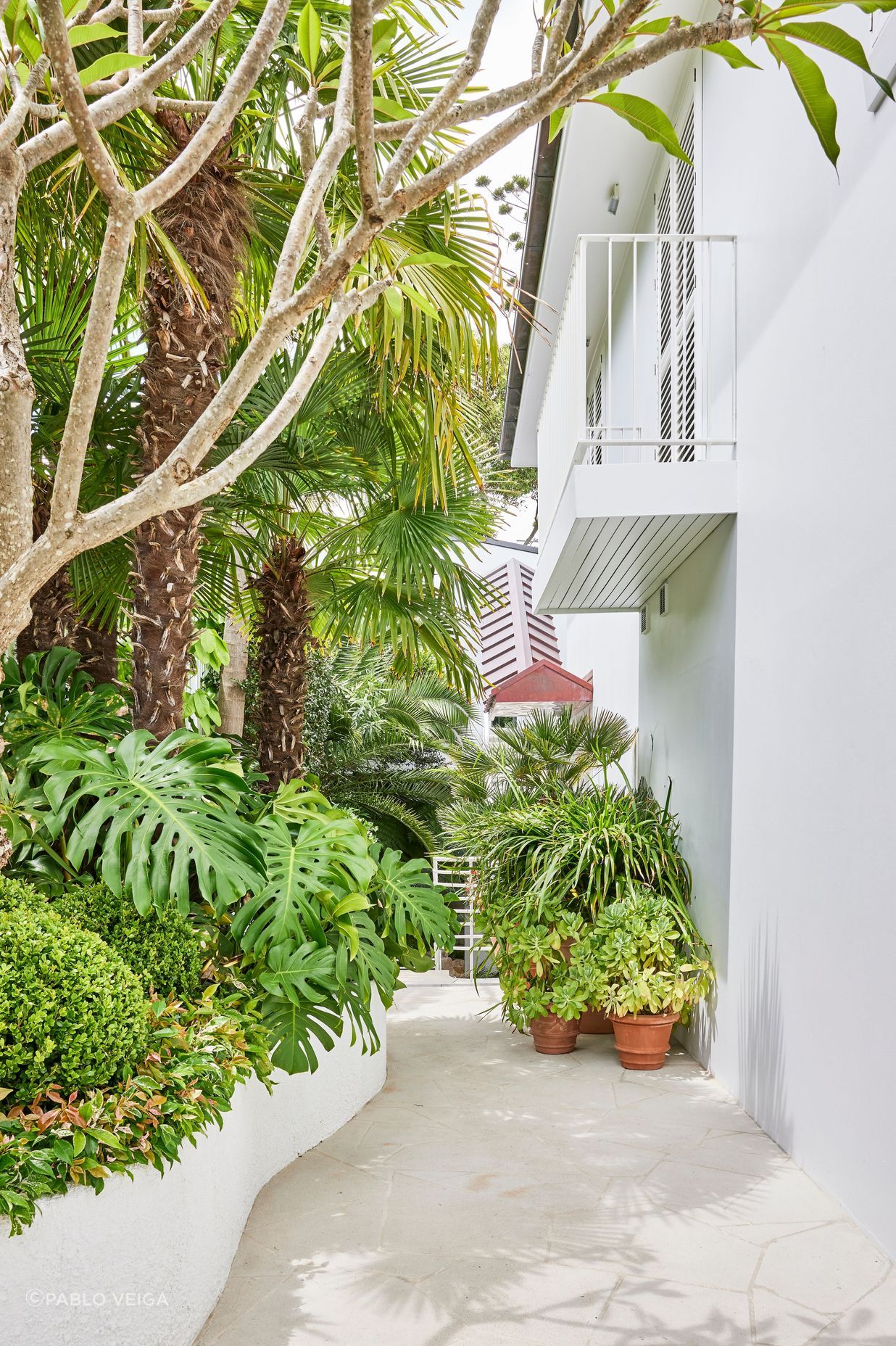 At the entrance, a wall of trailing Beaumont grandiflora creates instant privacy from the street while two Chamaerops humilis (European Fan Palm) and a single Plumeria (Frangipani) set the tone for a tropical-like paradise.