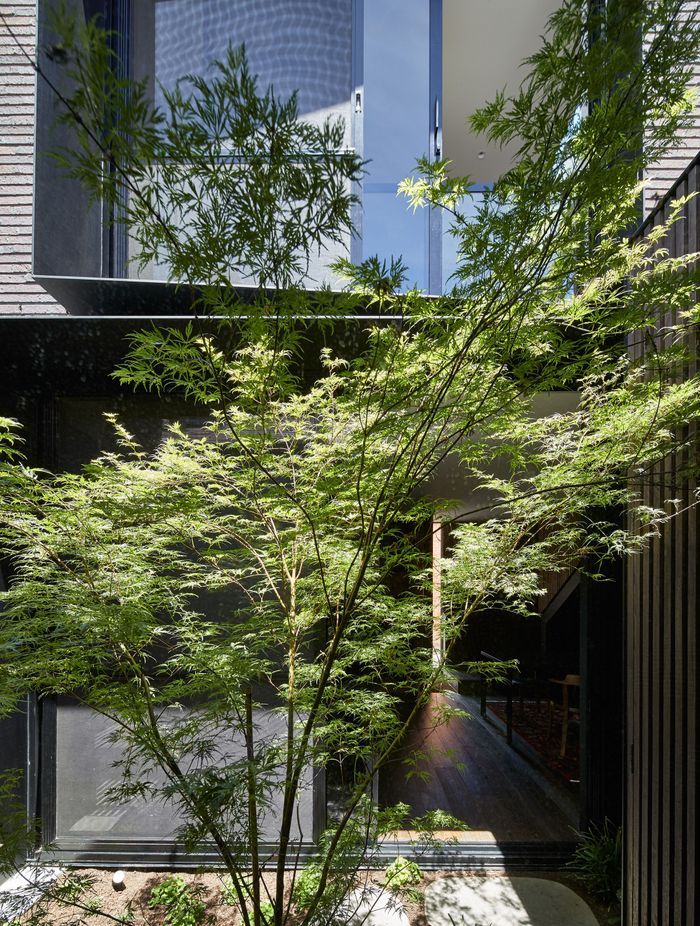 A leafy sanctuary unfolds before the new addition in the form of a light-filled courtyard.