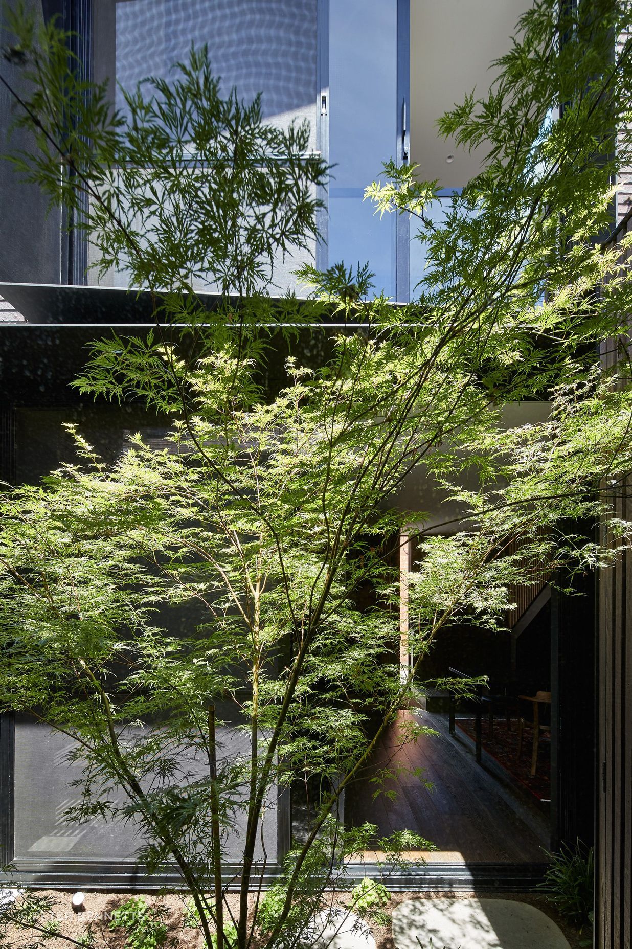 A leafy sanctuary unfolds before the new addition in the form of a light-filled courtyard.